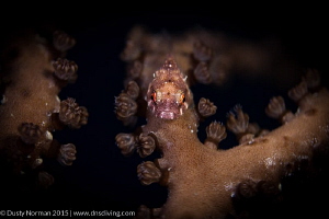 "The Colorful Cling" 
A portrait of a Red Cling Fish usi... by Dusty Norman 